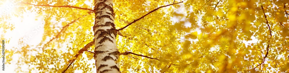 trees with multicolored leaves on the grass in the park