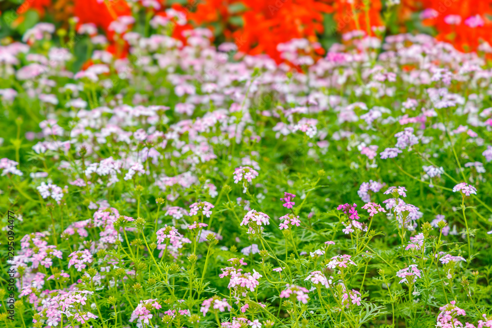 瑞々しい沢山の綺麗な花