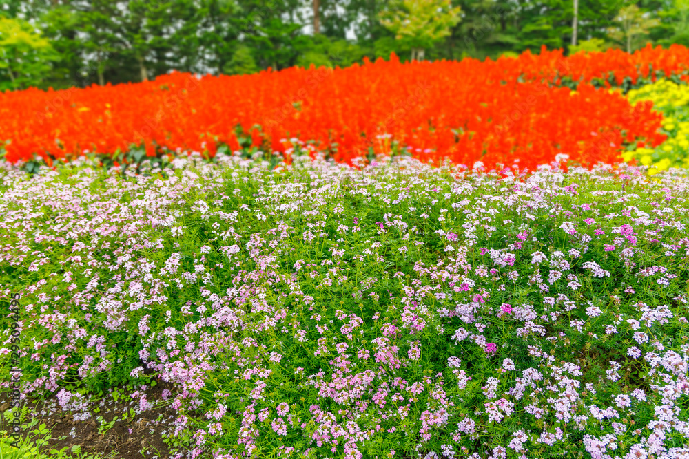 瑞々しい沢山の綺麗な花