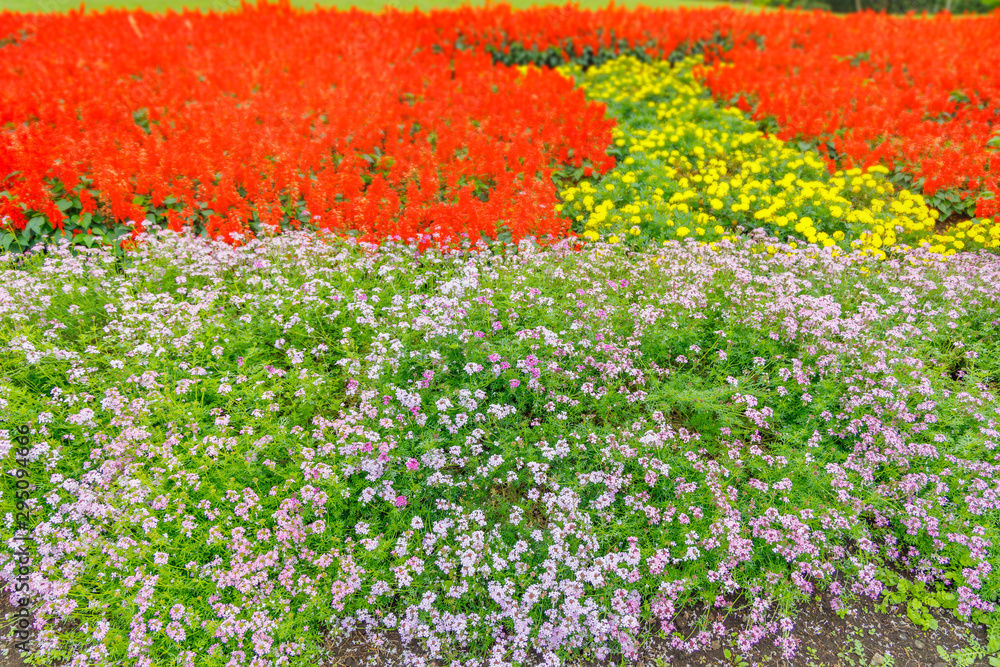 瑞々しい沢山の綺麗な花