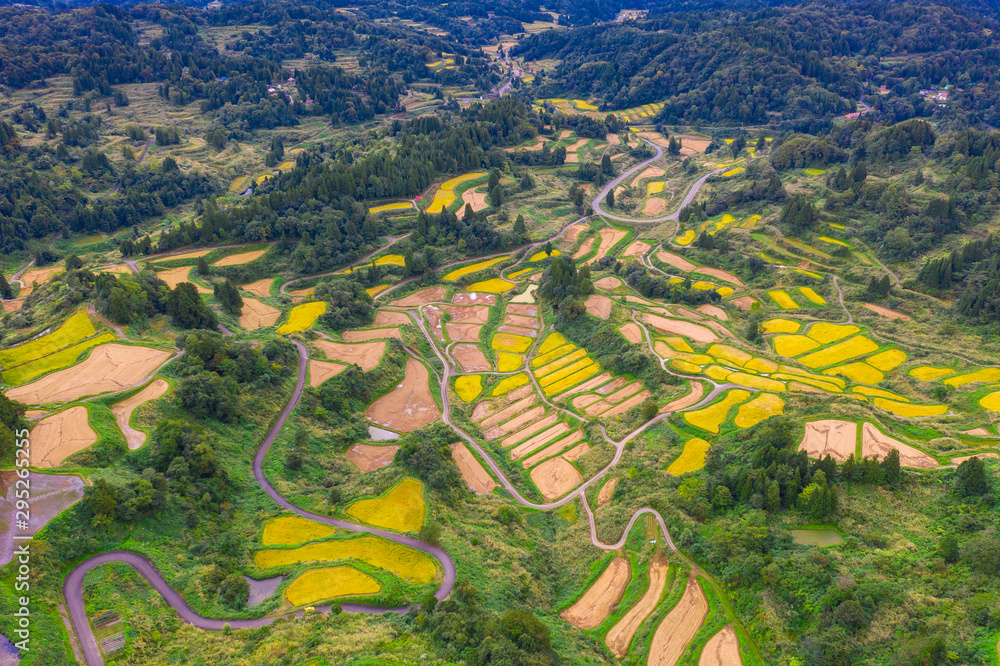 日本新泻县细石町金色梯田稻田鸟瞰图