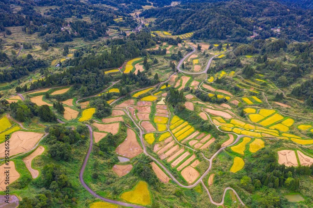 日本新泻县细石町金色梯田稻田鸟瞰图