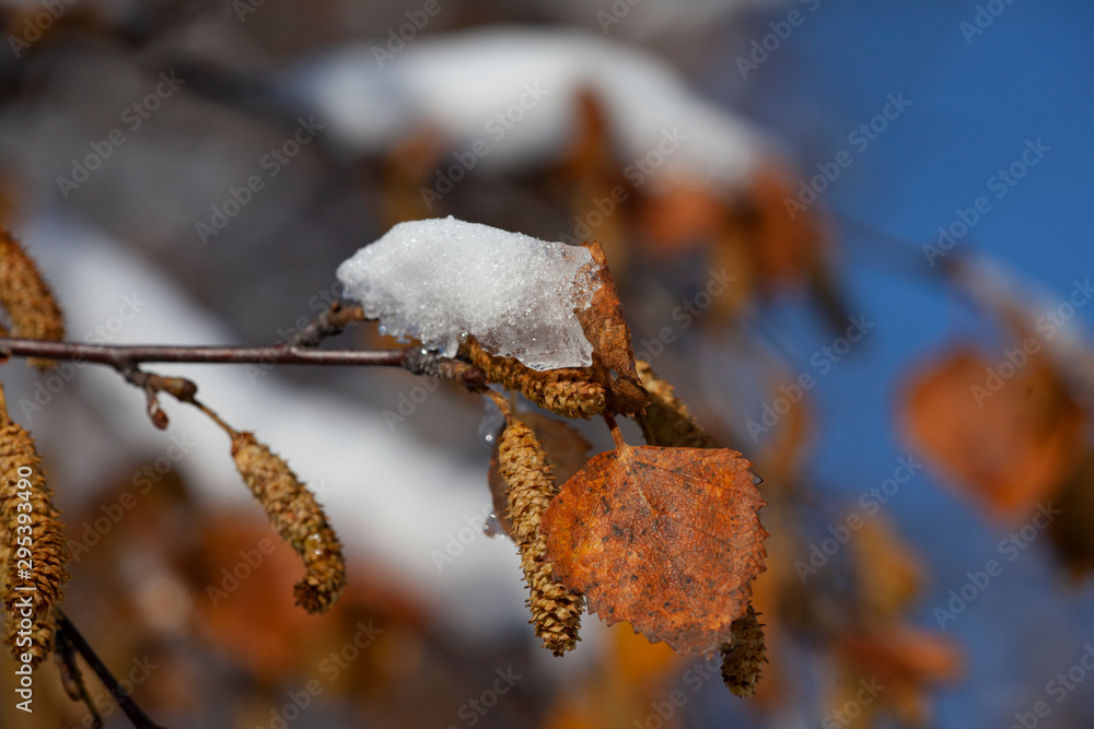 雪、霜和风把这根树枝做成了一个三维雕塑