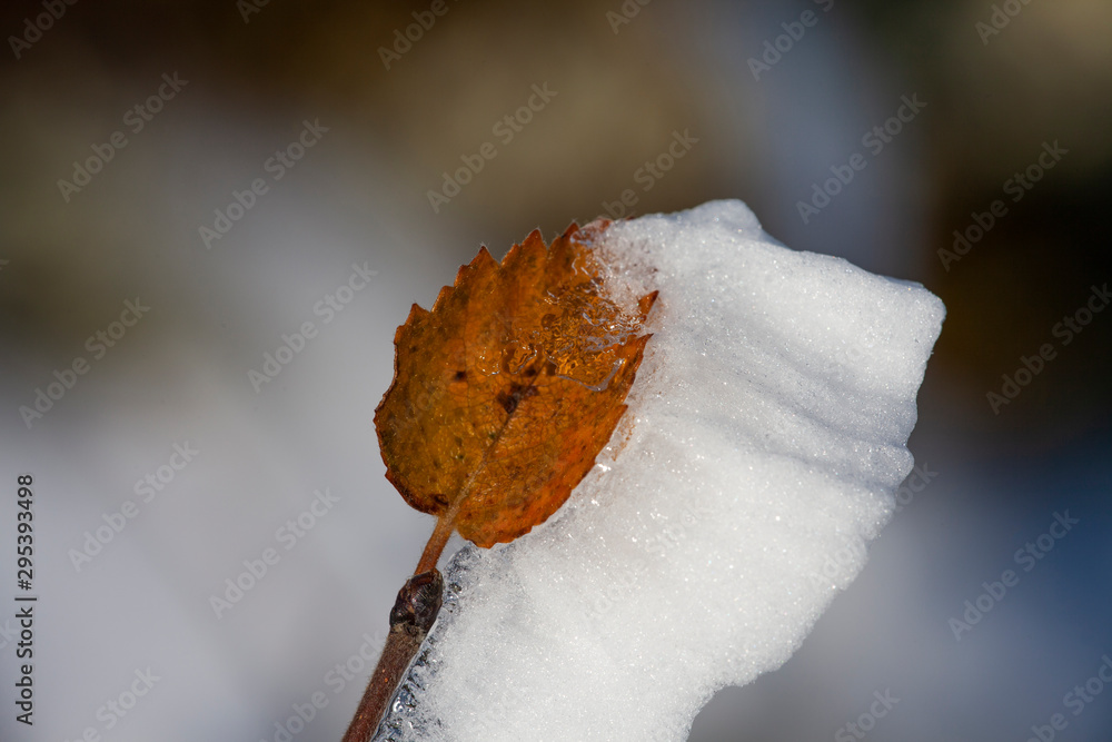 雪、霜和风把这片叶子做成了三维雕塑