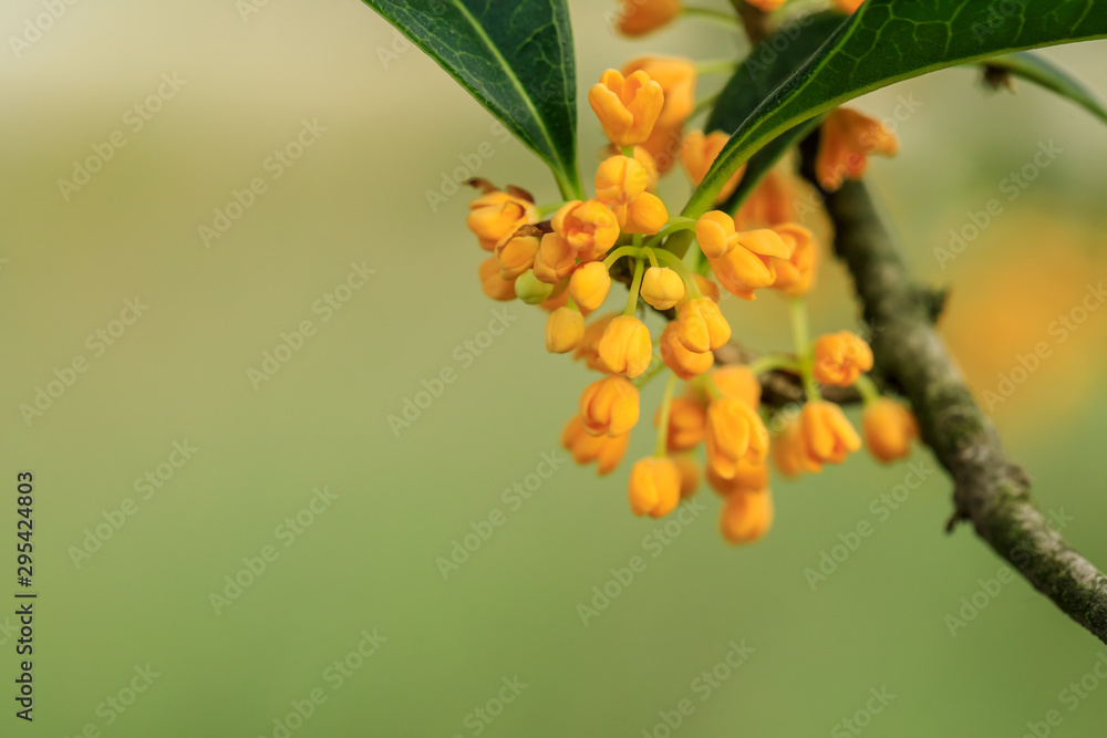 秋天桂花树上开黄桂花