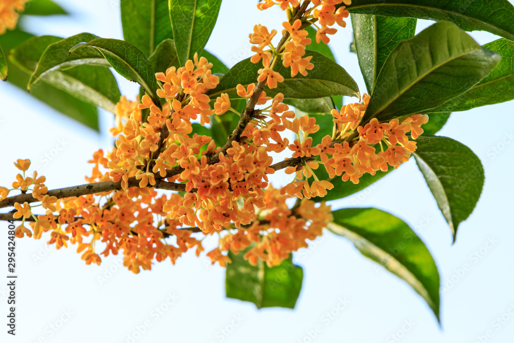 秋天桂花树上开黄桂花