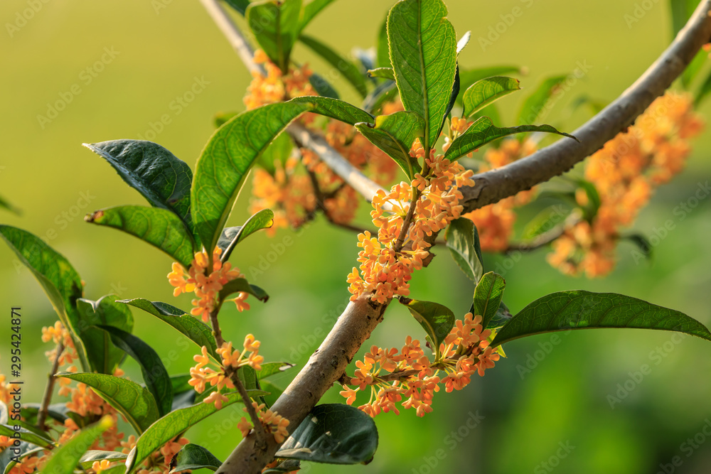 秋天桂花树上开黄桂花