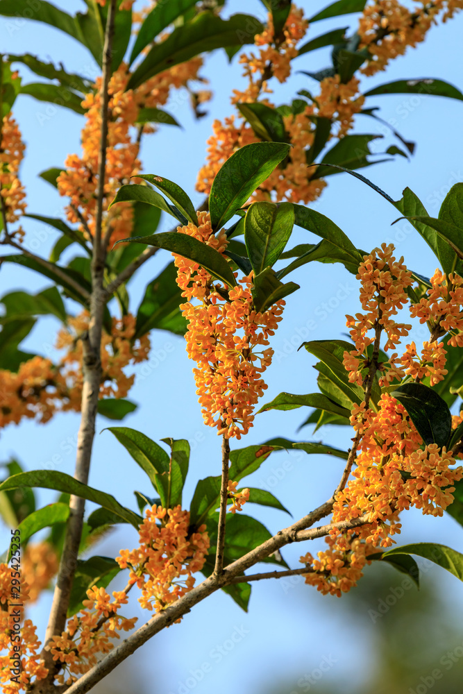 秋天桂花树上开黄桂花