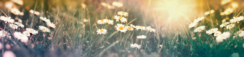 Soft focus on daisy flower in meadow, daisy flowers lit by sunlight