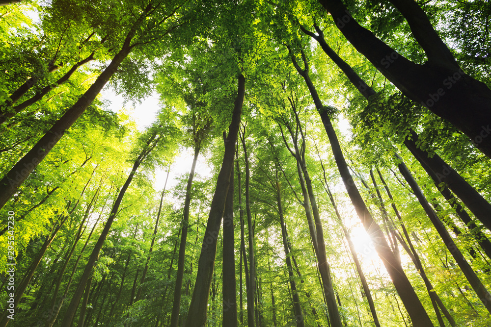 Enchanted Forest with Sunlight and Tall Trees