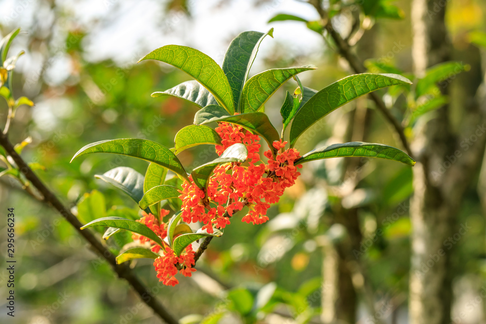 Red osmanthus blossoms on osmanthus tree in autumn