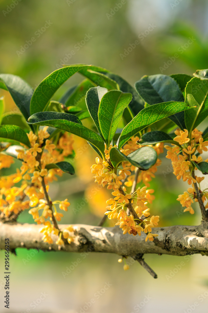 Yellow osmanthus blooming in the park