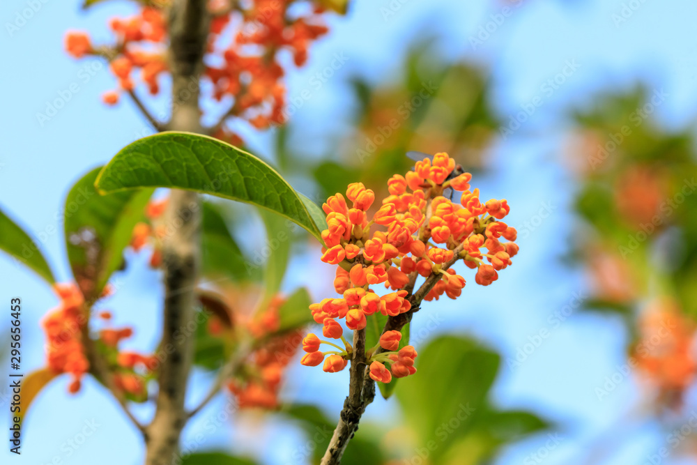 秋天桂花树上红桂花开