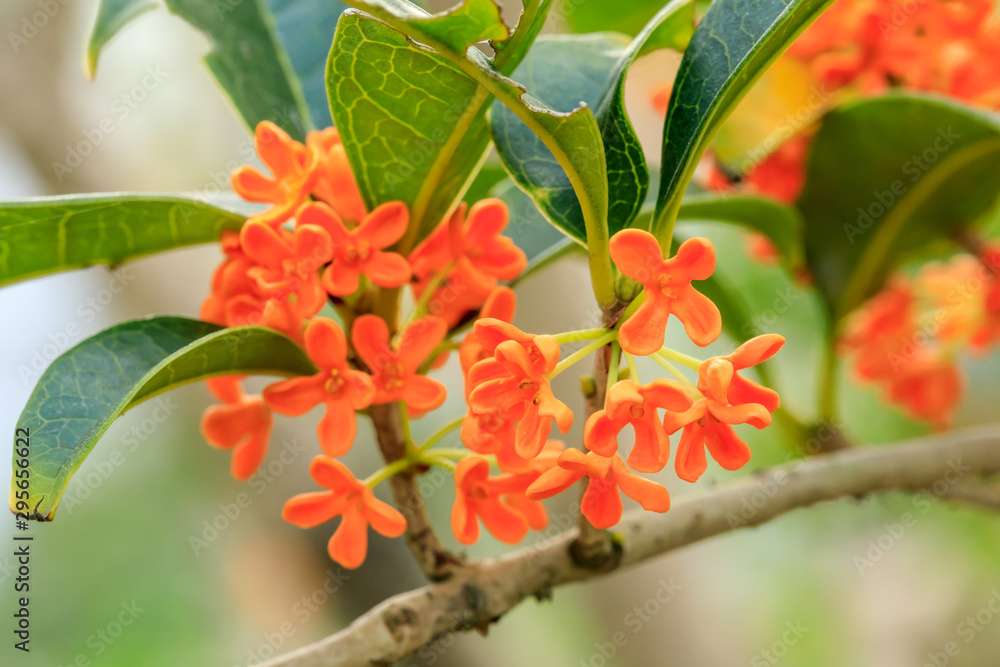 Red osmanthus blossoms on osmanthus tree