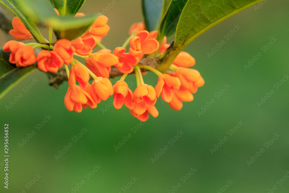 Red osmanthus blossoms on osmanthus tree