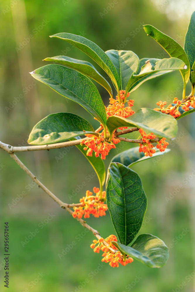 桂花树上红桂花开