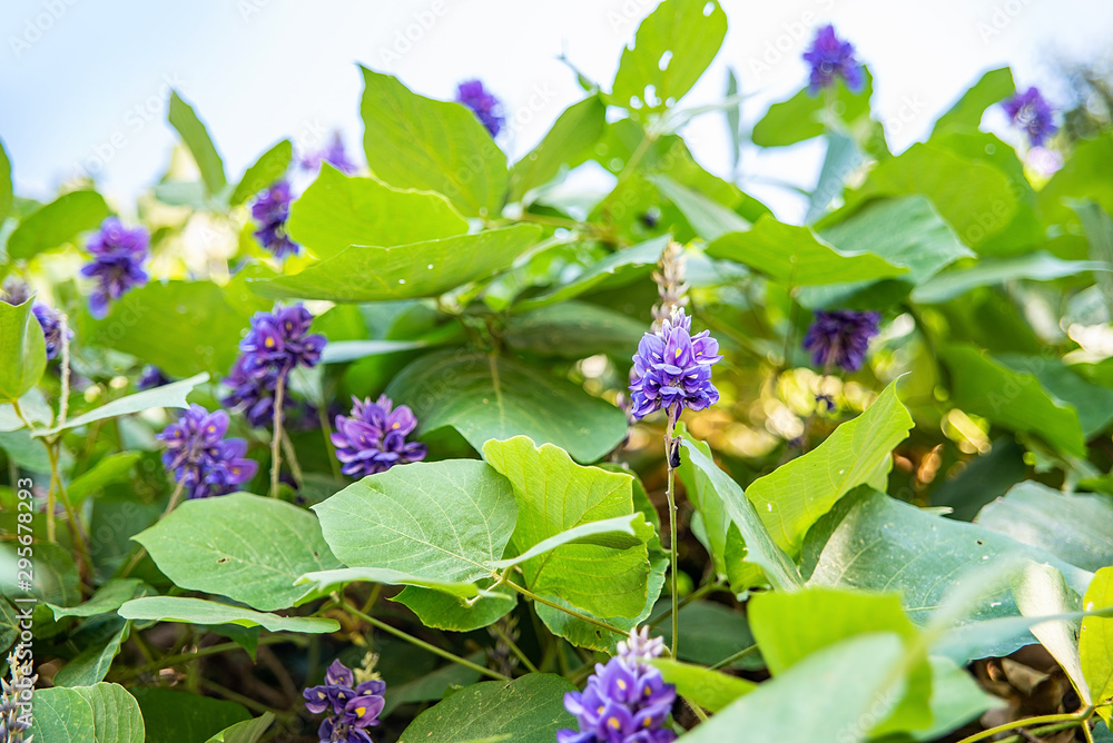 秋天盛开的紫藤花非洲菊