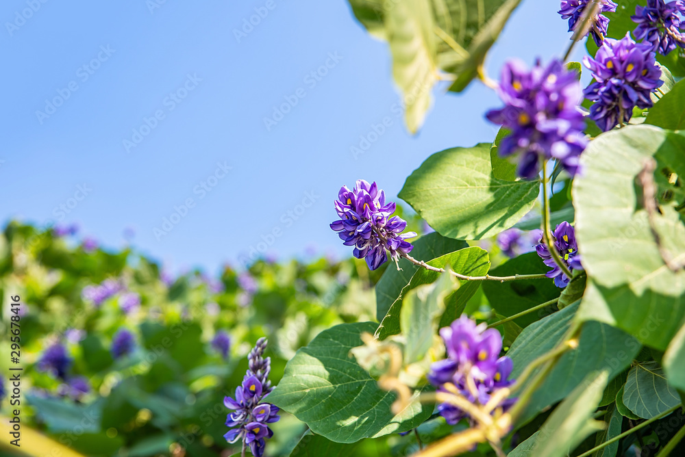 秋天盛开的紫藤花非洲菊