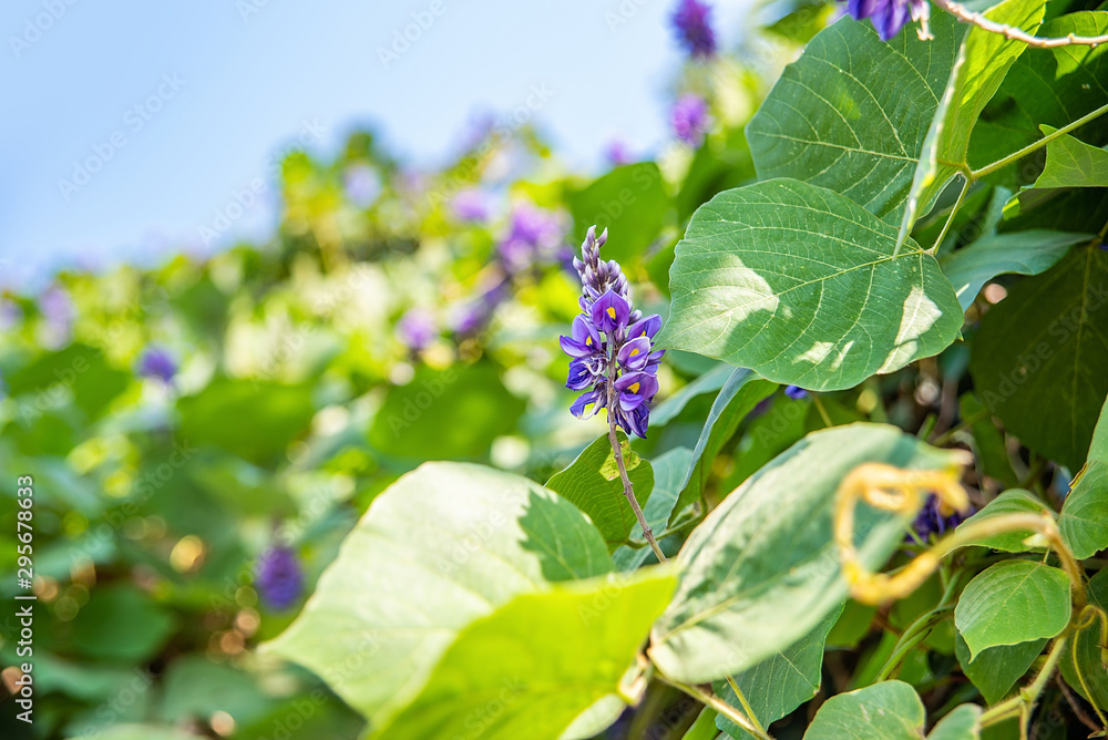 秋天盛开的紫藤花非洲菊