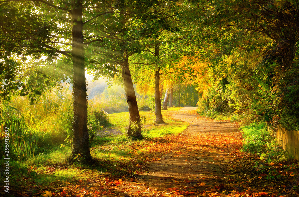 Tranquil footpath in a park in autumn, with beams of light falling through the trees