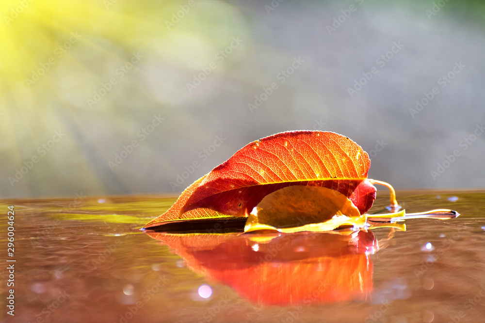 背景图片在一个温暖的秋日，树叶发黄，树叶飘落，秋雨。