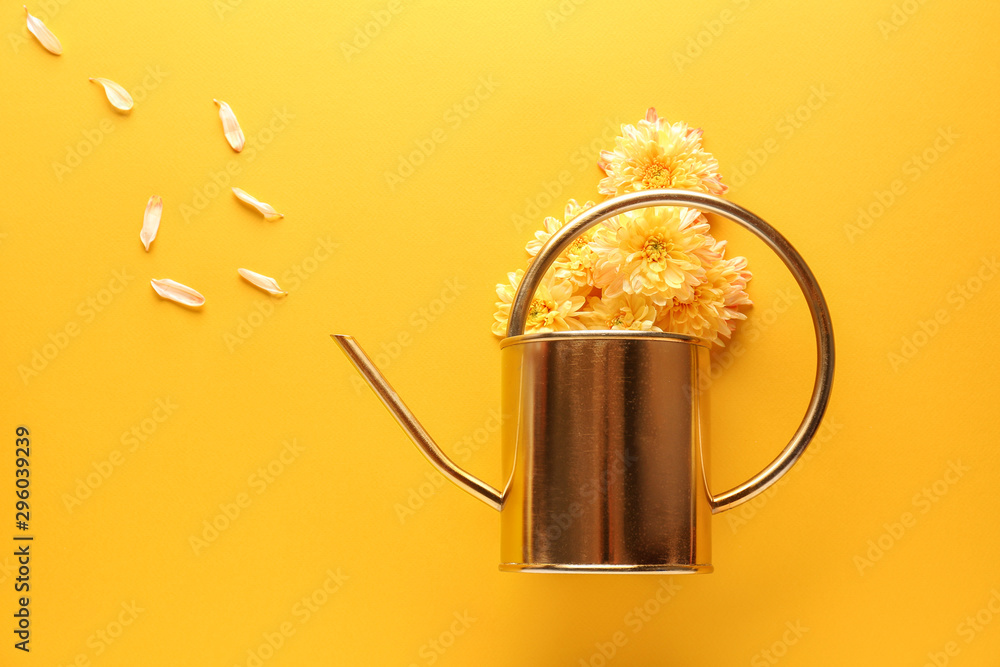 Golden watering can with chrysanthemum flowers on color background