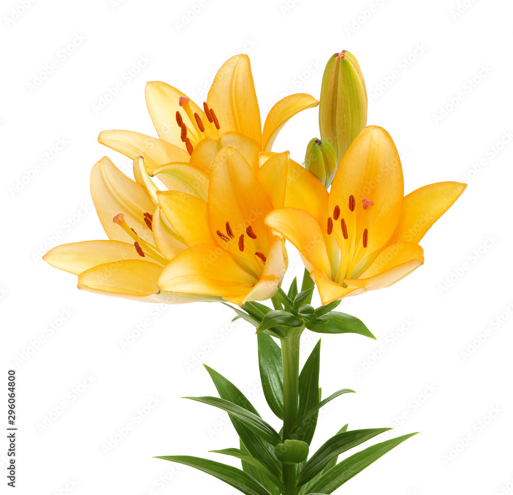  lilies on a white background