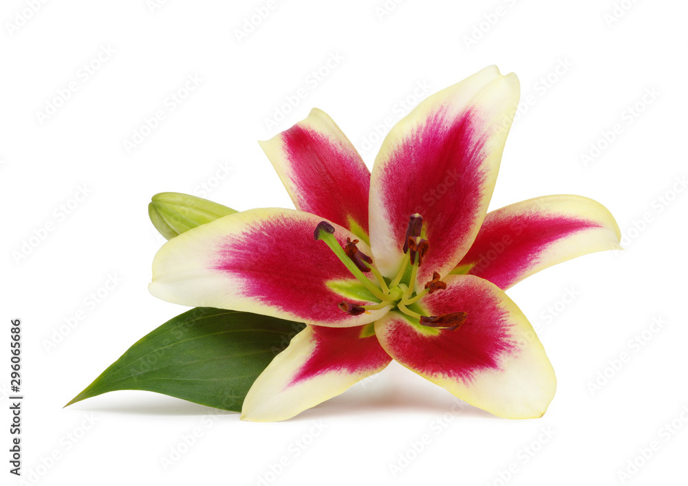  pink lilies with leaves on white