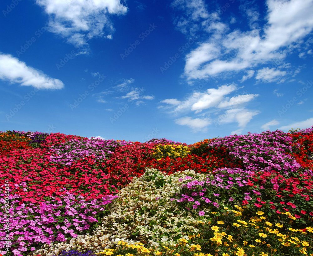 田野上盛开的花朵