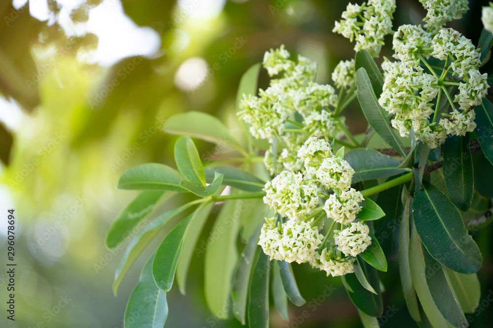 有花的魔鬼树（Alstonia scholaris）有刺鼻的气味