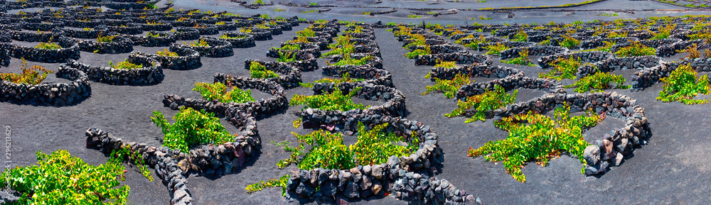 黑色火山土上的La Geria葡萄园。火山葡萄园的风景。兰萨罗特。加那利