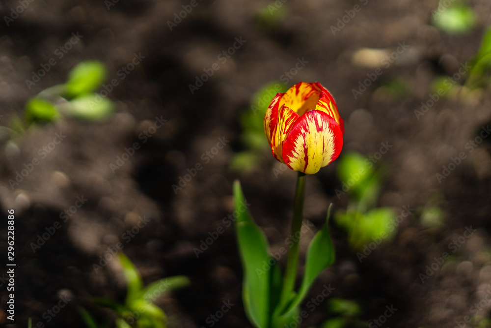 美丽的红黄色郁金香花蕾。背景模糊了