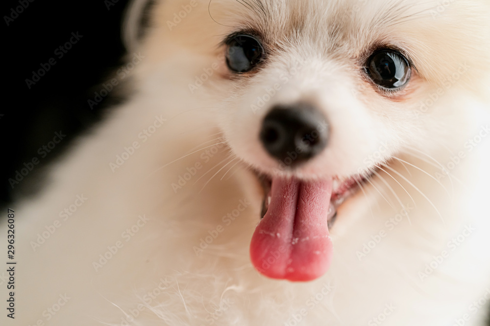 cute white fur hair puupy dog funny smile studio shooting black background