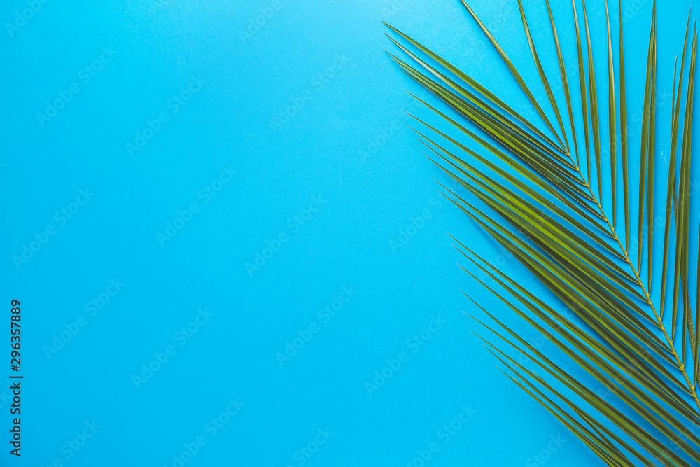 Fresh tropical leaf on color background