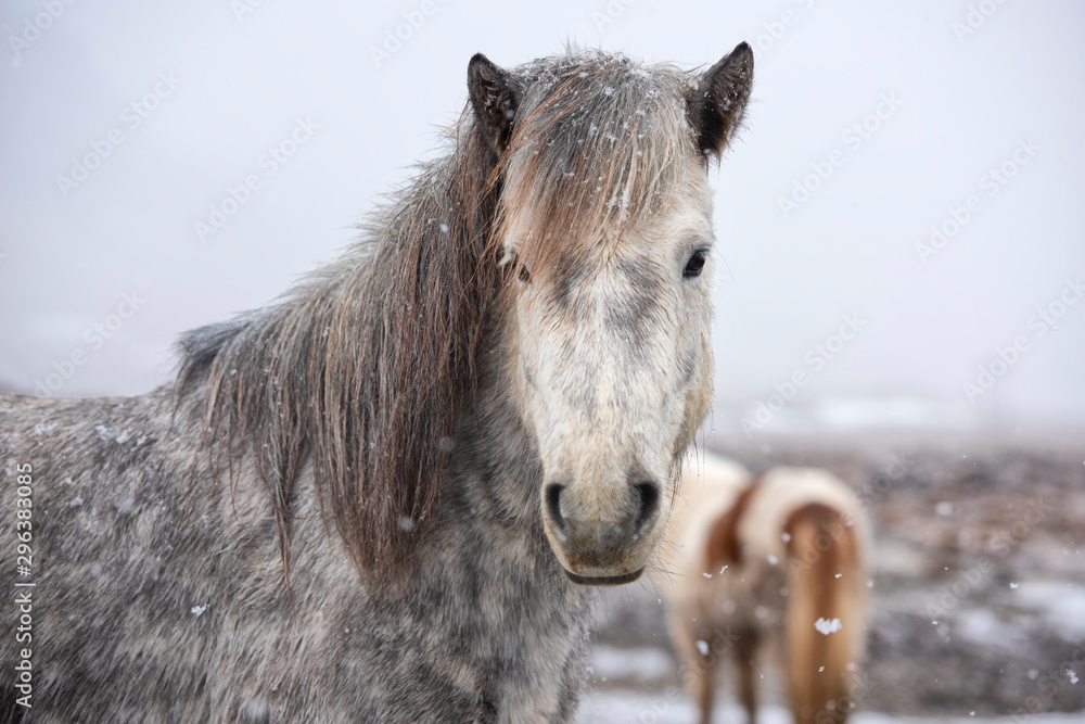 The Icelandic horse is a breed of horse developed in Iceland. Although the horses are small, at time