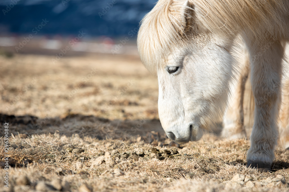 The Icelandic horse is a breed of horse developed in Iceland. 