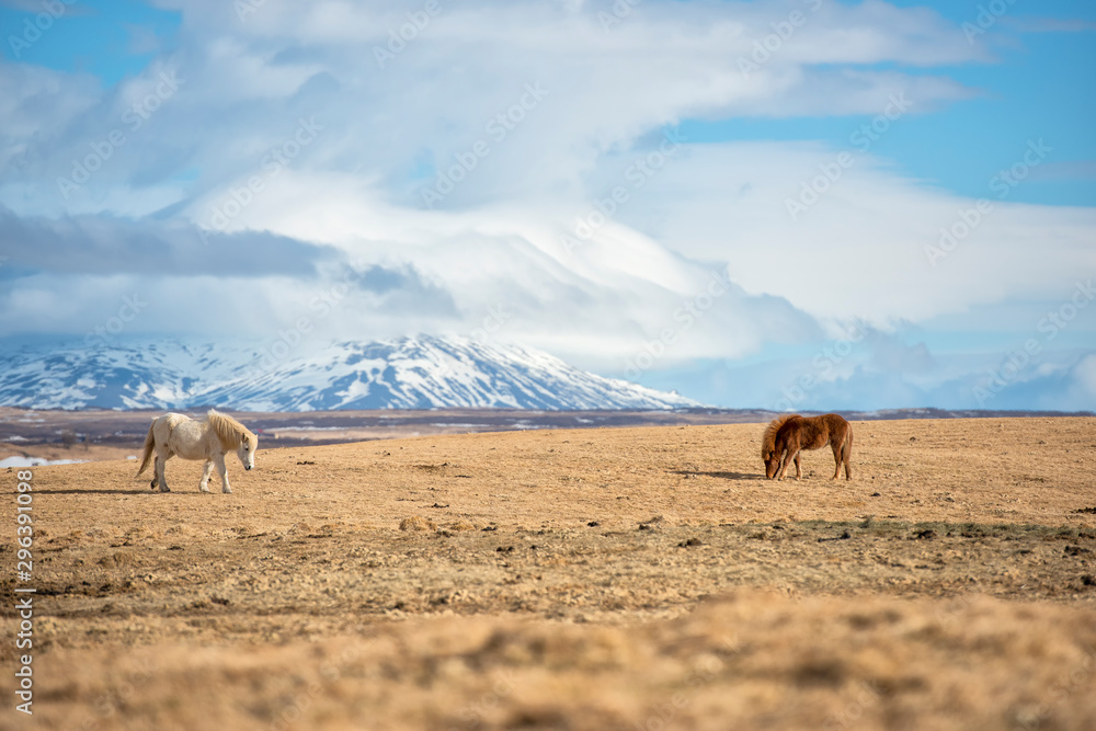 The Icelandic horse is a breed of horse developed in Iceland. 