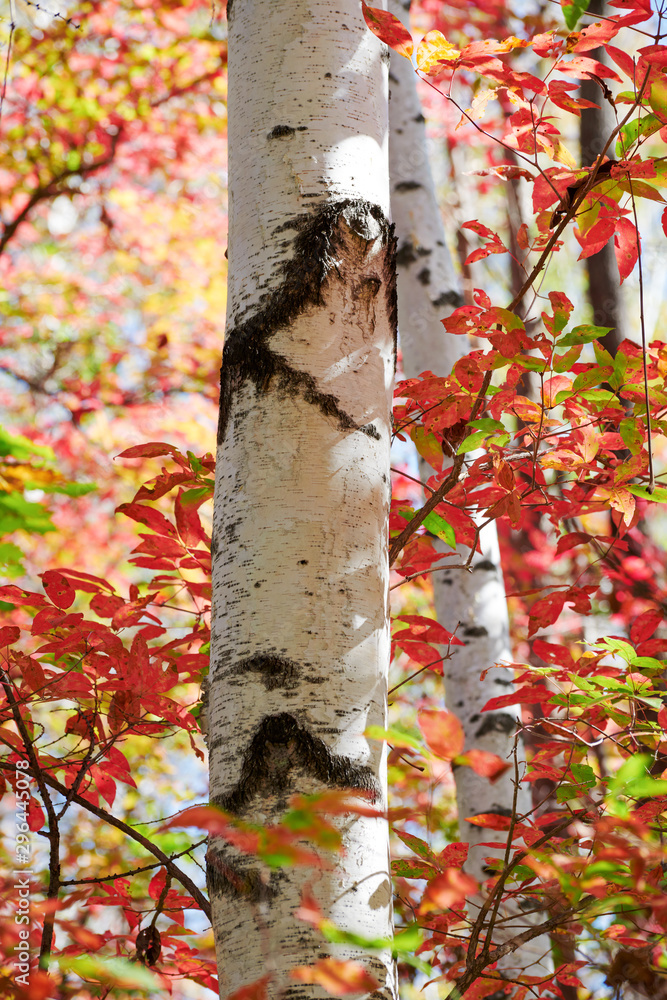 The silver birch trees and red leaves.