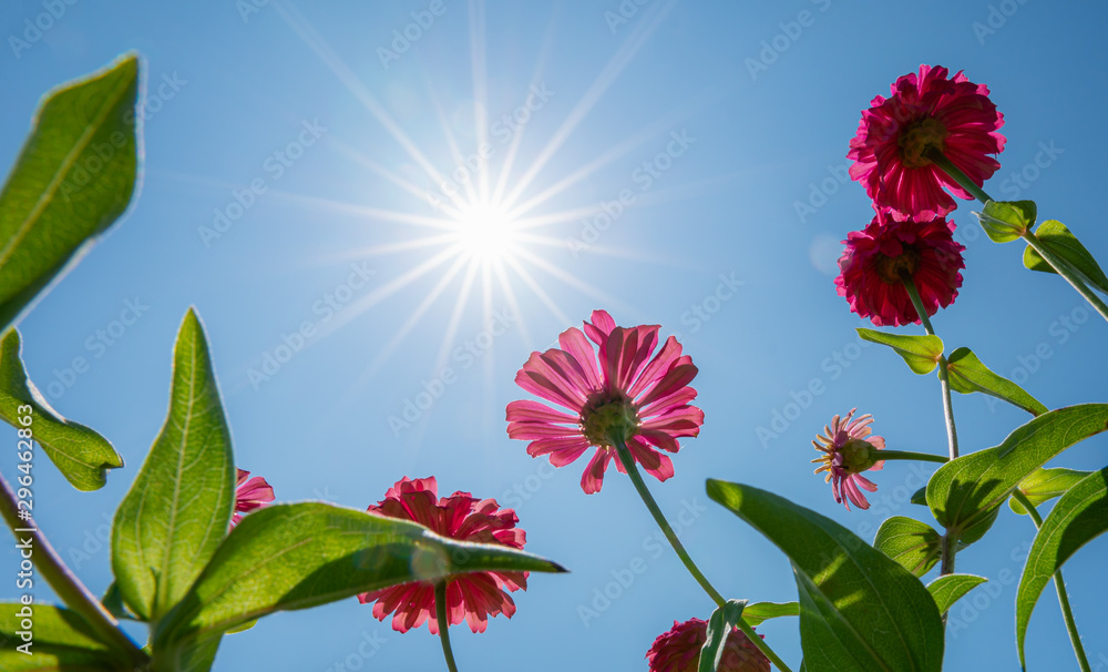 Beautiful bottom view pink Zinnia flower (Zinnia violacea Cav.) on blue sky with the sun shines in t