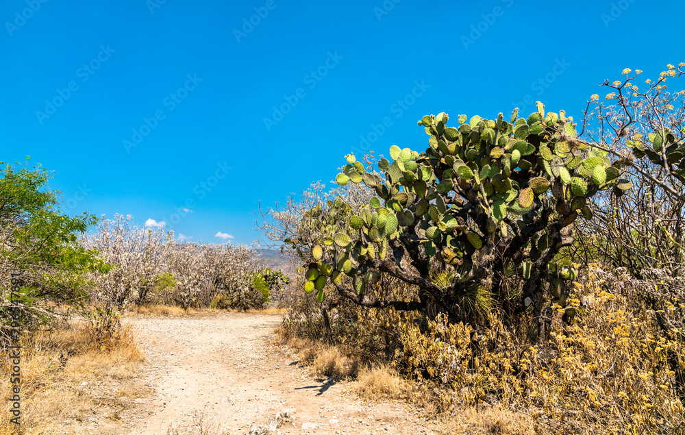 Cactuses at the Yagul archaeological site in Mexico