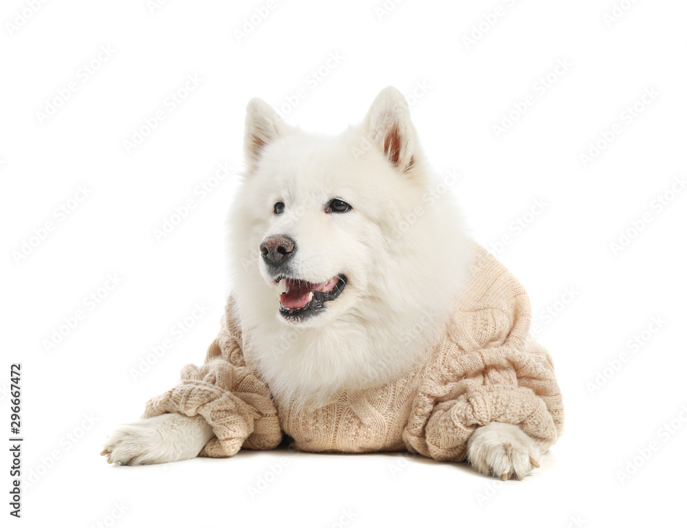 Cute Samoyed dog in warm sweater on white background