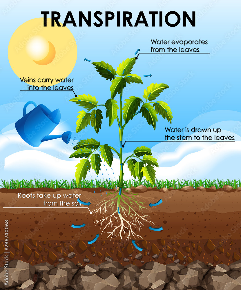 植物蒸腾作用示意图