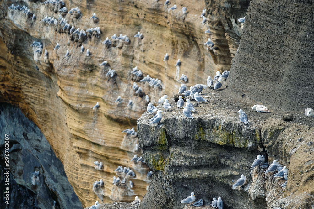 Seagulls flock on the high rocks in Iceland. Animals in the nature. Hight rocks and flock of birds. 