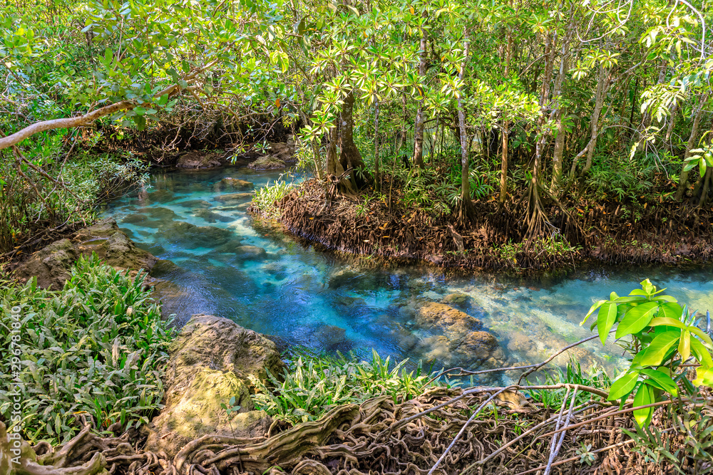 Mangrove and crystal clear water stream canal at Tha Pom Klong Song Nam mangrove wetland, Krabi, Tha