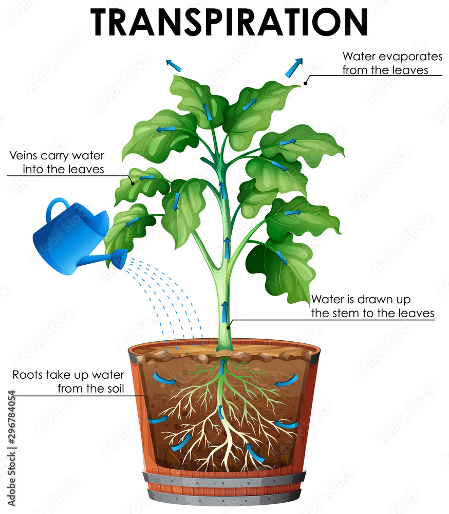 Diagram of transpiration with plant and water