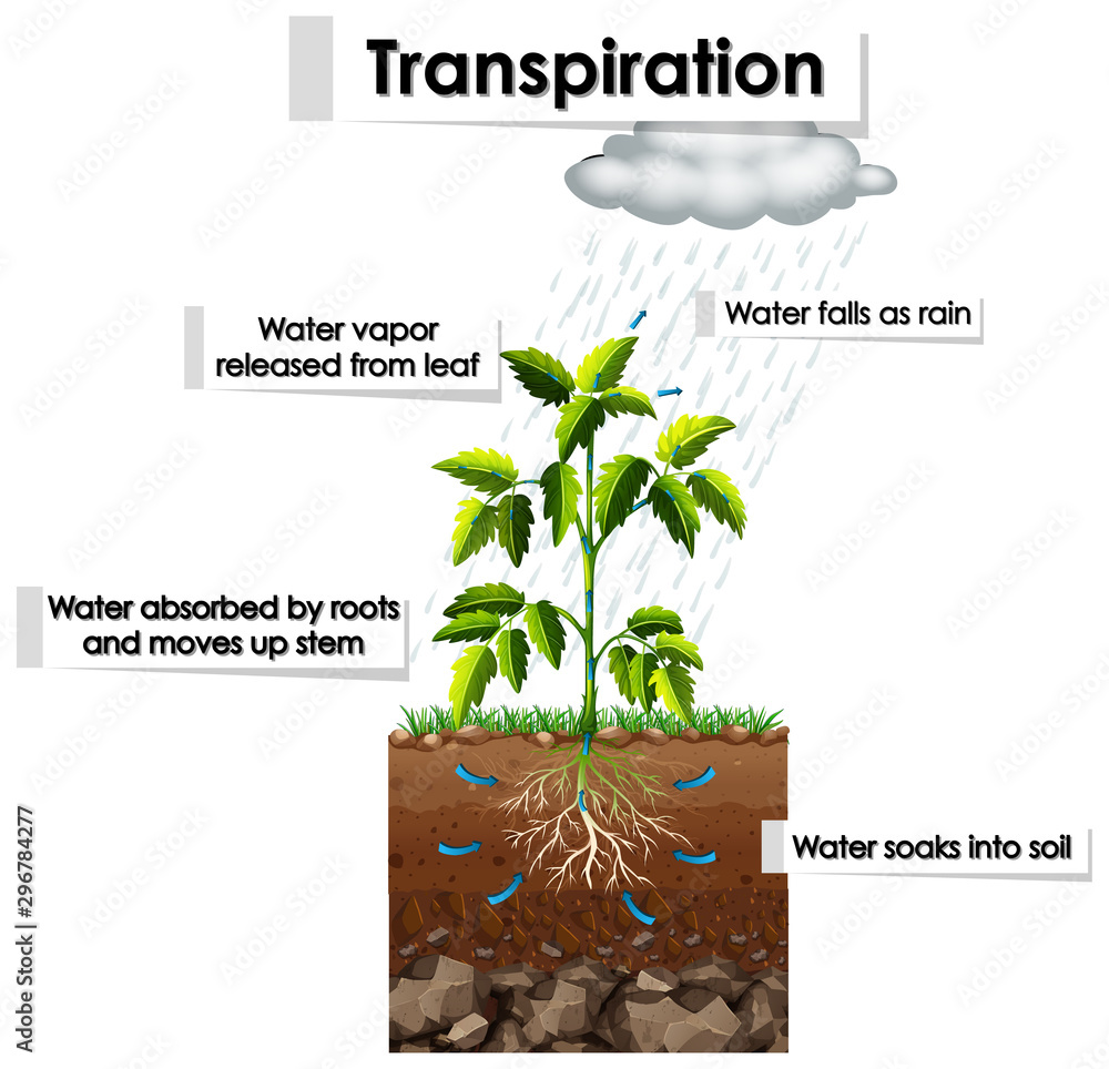 植物蒸腾作用示意图