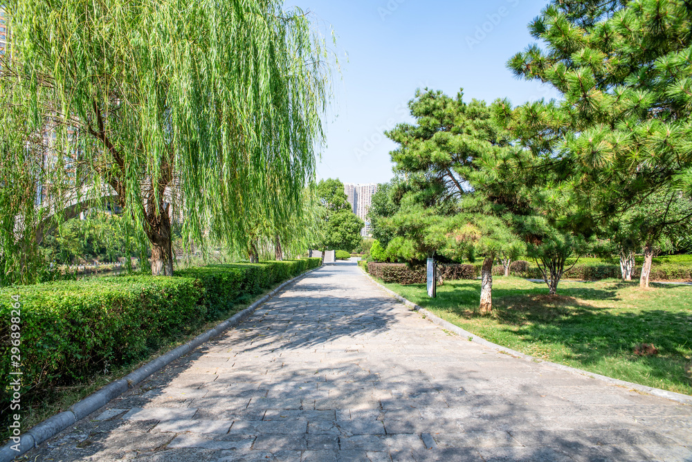 Green willow and pine trees in Ailian Lake Park, Cangzhou City, Hunan Province, China