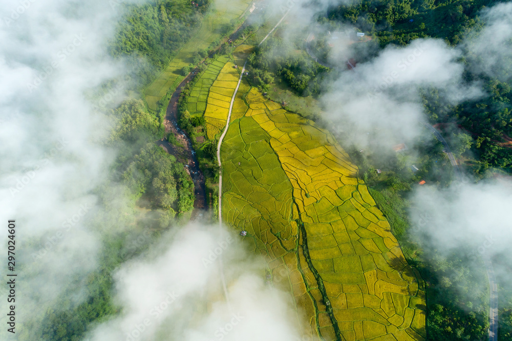 Aerial Drone Photography Top down of green and golden rice fields with Beautiful light of nature in 