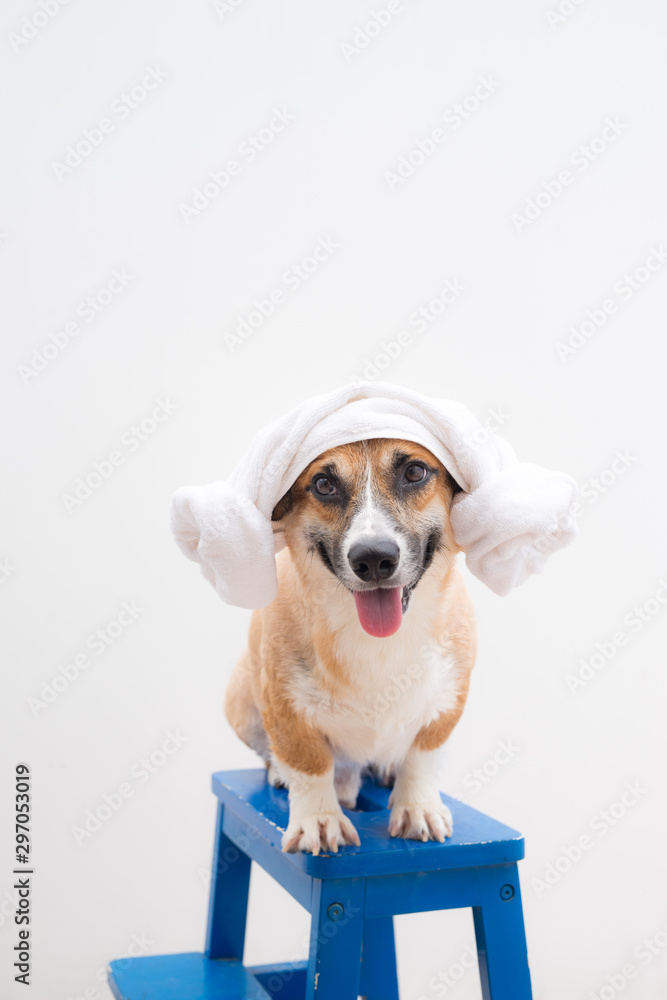 Pembroke corgi relaxing after bath in the summer time