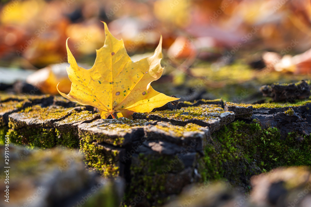 texture of autumn leaves of bright colors against the background of large cracks in the ground overg